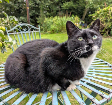 Lost black and white cat