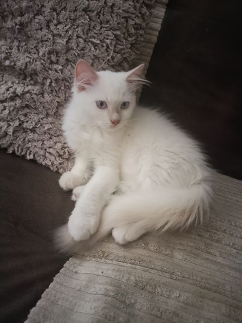 Ready now Rare active fawn point boy