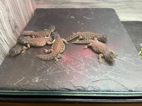 Uromastyx nigraventris