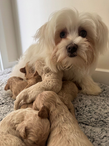 Adorable Rare Tiny Maltipoo