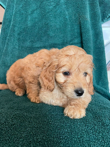 2 cockapoo puppies for sale