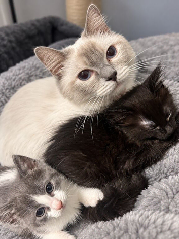 Beautiful kittens