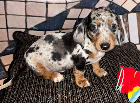 Pure-bred Mini Dachshund Puppies &ndash; Ready For Their Forever Homes!