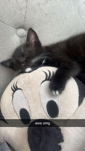 4 month old kitten