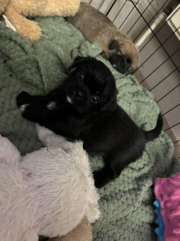 3x Boys & 2x Girls Shih-tzu x Pug