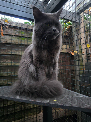 Stud cat available for use