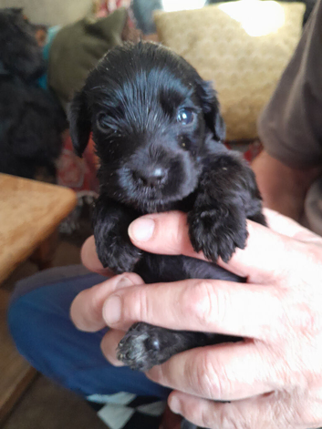 Show Cocker Spaniels