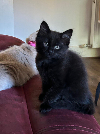 Ragdoll x kittens