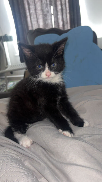 Kitten