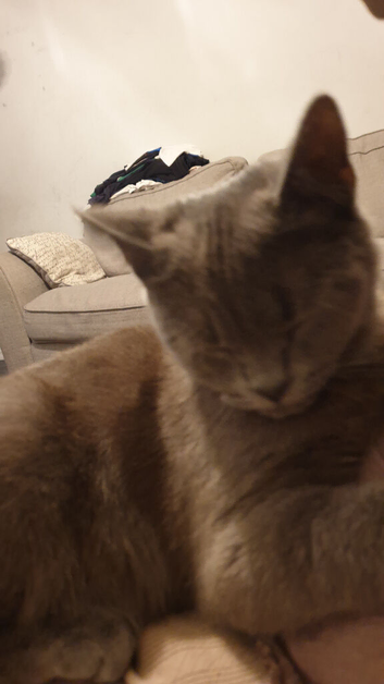 Female British shorthair