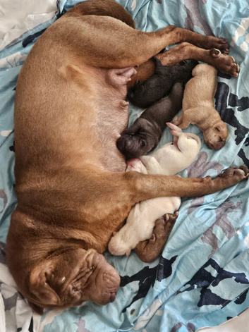 5 beautiful shar pei pups