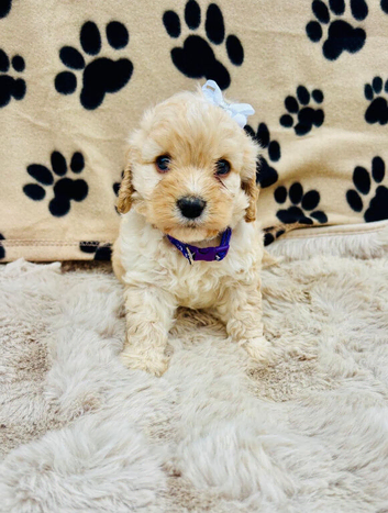 BEAUTIFUL F1 CAVAPOO PUPPIES EXTENSIVELY HEALTH TESTED PARENTS