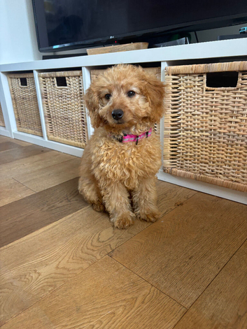 Help rehome our gorgeous girl