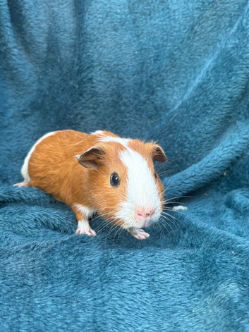 Gorgeous guinea pigs