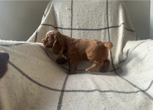 Beautiful Cocker Spaniel Puppies &ndash; 2 Boys & 2 Girls Ready for Loving Homes