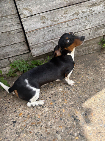Miniature pie bald dachshund