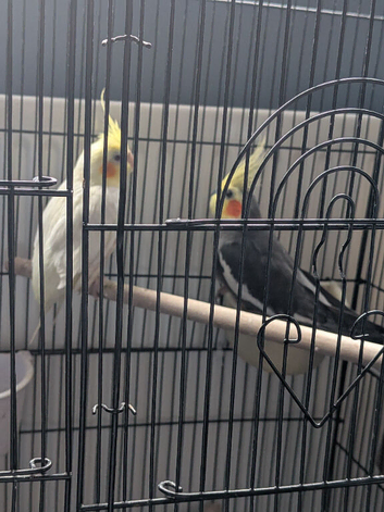 Cockatils