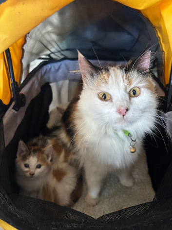 Mixed litter of kittens