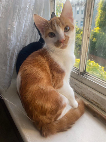 Lovley kittens looking for a new home