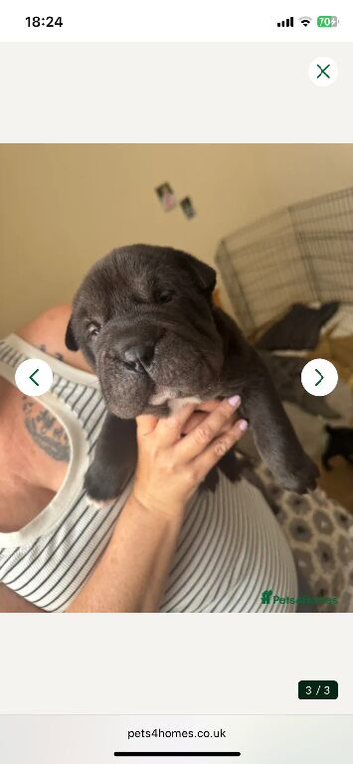 Shar pei puppies for sale