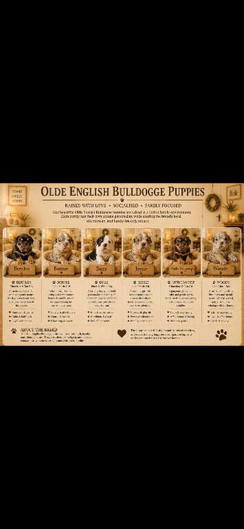 ️Beautiful olde English bulldogs️
