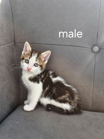 kittens