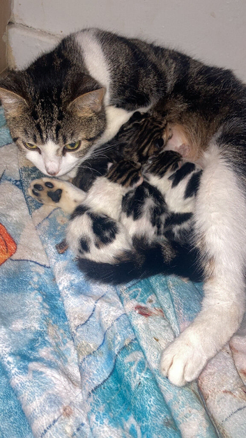 5 mixed kittens