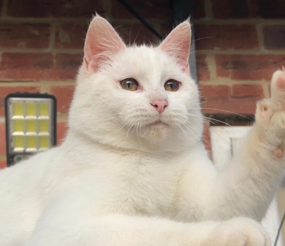 Mixed Turkish Angora White boy