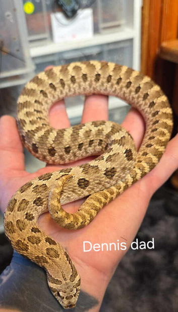I have baby hognoses ready now.