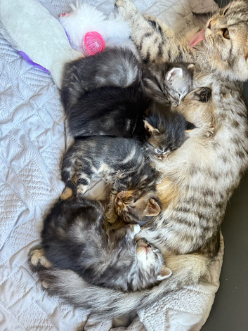 Premium Maine coon mixed kittens