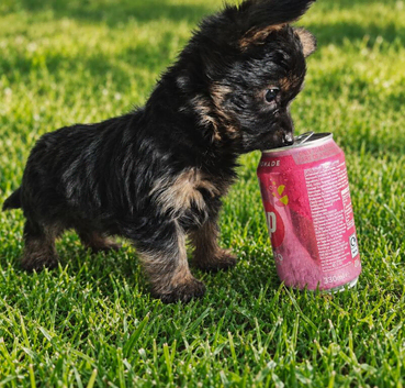 !!! READY NOW!!!! Beautiful miniture pedigree Yorkshire Terrier Puppys