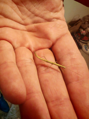 Indian stick insects 2-4 months old very cheap