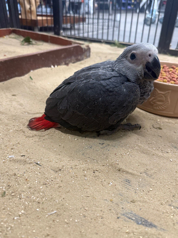 Gorgeous baby handreared African Greys