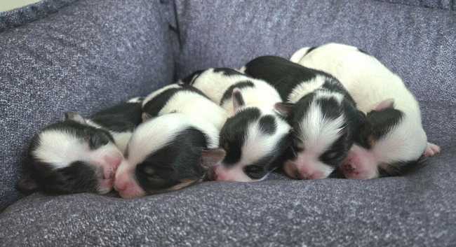 Registered Biewer Yorkshire Terrier puppies
