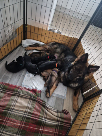 German shepherd puppies