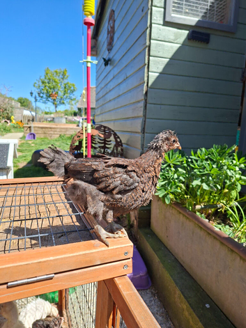 Large breed laying hens