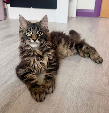 Pedigree Maine Coon Male kitten