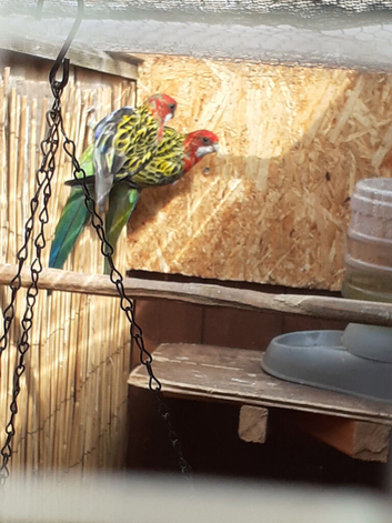 Pair of rosellas 6 months old &pound;190