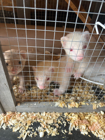 Ferret kits for sale