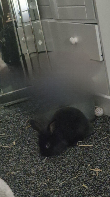 mini lionlop boy x