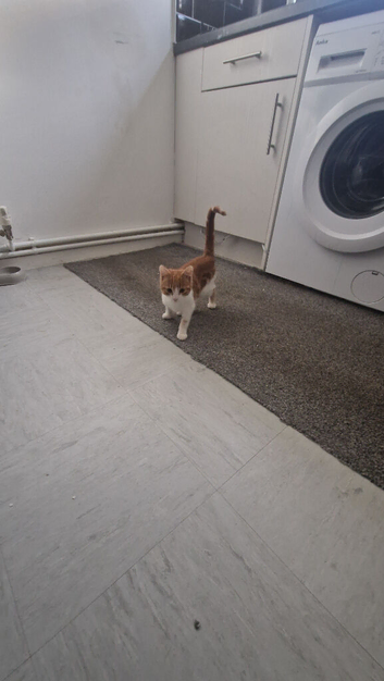 Kitten for sale