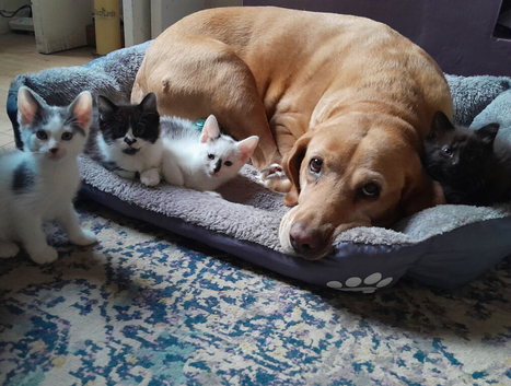 11 adorable kittens