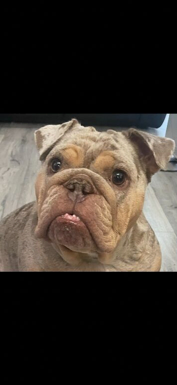 Most loving Female British Bulldog