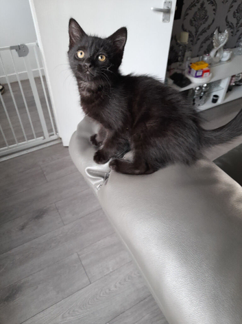 kittens for sale