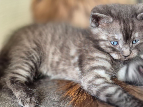 2 beautiful kittens
