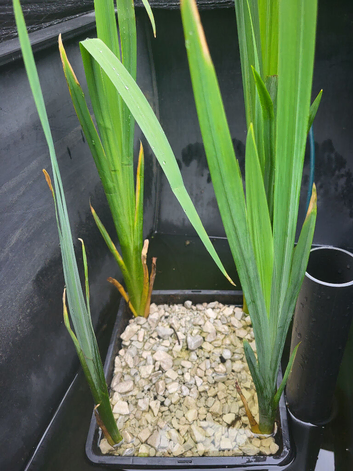 Pond plants
