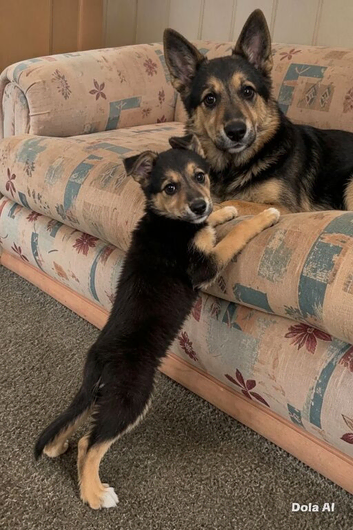 German Shepard