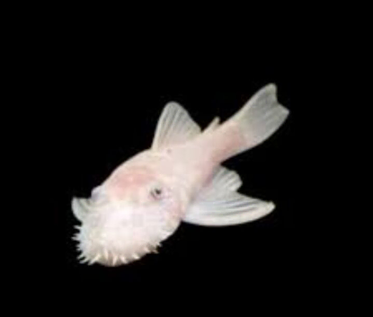 Snow white Bristlenose Plecos sub males