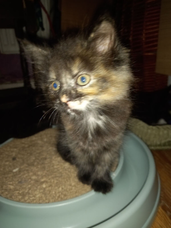 Maine coon cross