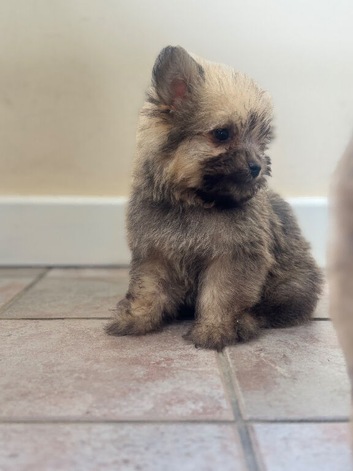 8 Weeks Old - Cavachon &times; Pomeranian Puppies